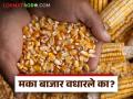 राज्याच्या 'कोणत्या' बाजारात मिळतोय मकाला सर्वाधिक दर; वाचा आजचे मका बाजारभाव - Marathi News | Which market in the state is getting the highest price for maize? Read today's maize market price | Latest agriculture News at Lokmat.com