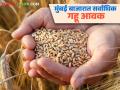 Gahu Bajar Bhav : राज्यात गहू आवक वाढली; वाचा काय मिळतोय दर - Marathi News | Wheat Market: Wheat arrivals in the state have increased; Read what is the price being offered | Latest agriculture News at Lokmat.com