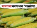 Maize Market : महिनाभरात मका दरात बदल, वाचा आज काय मिळतोय बाजारभाव?  - Marathi News | Latest news Last month Rs 2200 per quintal Maize now Rs 2900 per quintal see details | Latest agriculture News at Lokmat.com