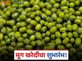 यंदाच्या मूग खरेदीचा 'या' प्रसिद्ध बाजार समितीत शुभारंभ; वाचा काय मिळतोय दर - Marathi News | This year's moong procurement begins at this famous market committee; Read what the rates are | Latest agriculture News at Lokmat.com