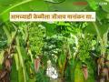 विशिष्ट चव, अधिक टिकवण क्षमता असलेल्या उजनी लाभक्षेत्रातील केळीला जीआय मानांकन देण्याची होतेय मागणी - Marathi News | There was a demand to give GI rating to bananas from Ujjani benefit area which have distinctive taste and long shelf life. | Latest agriculture News at Lokmat.com