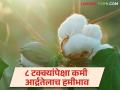 CCI Cotton Purchase : अखेर सीसीआयकडून कापूस खरेदीला सुरुवात मात्र ८ टक्क्यांपेक्षा कमी आर्द्रतेच्या मालाला मिळणार हमीभाव - Marathi News | CCI Cotton Purchase: Finally, the purchase of cotton from CCI will start, but the goods with less than 8 percent moisture content will get guaranteed price. | Latest agriculture News at Lokmat.com