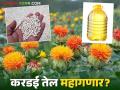 Safflower Farming : शेतकऱ्यांनी करडई पिकाकडे फिरवली पाठ; करडई तेल स्वस्त होणार की महाग? - Marathi News | Safflower Farming: Farmers turn their backs on safflower crop; Will safflower oil become cheaper or more expensive? | Latest agriculture News at Lokmat.com