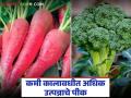 यंदा लागवड करा बाजारात प्रचंड मागणी असलेल्या ब्रोकोली आणि लाल मुळाची; सध्या लागवडीस अनुकूल हंगाम - Marathi News | | Latest agriculture News at Lokmat.com