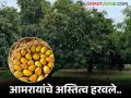 पारंपरिक पर्यावरणपूरक आमरायांचे अस्तित्व हरवले; गावरान 'आंबा'ही होतोय दुर्मिळ - Marathi News | Traditional eco-friendly aamrais have lost their existence; even the village 'mango' is becoming rare | Latest agriculture News at Lokmat.com