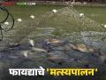 मत्स्यपालन : ग्रामीण अर्थव्यवस्थेचा मजबूत आधारस्तंभ आणि उत्पन्न वाढविणारा शेतीपूरक व्यवसाय - Marathi News | Fisheries: A strong pillar of the rural economy and an income-enhancing complementary business | Latest agriculture News at Lokmat.com