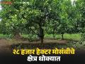 जालना जिल्ह्यातील २८ हजार हेक्टरवरील मोसंबीचे क्षेत्र धोक्यात; 'या' कारणांनी मोसंबी उत्पादकांसह व्यापाऱ्यांनी घेतली धास्ती - Marathi News | 28 thousand hectares of citrus area in Jalna district is under threat; Citrus growers and traders are worried due to 'these' reasons | Latest agriculture News at Lokmat.com
