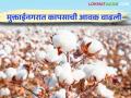 Cotton Market : मुक्ताईनगर बाजारपेठेत कापसाची मोठी आवक मात्र हमीभावापेक्षा कमी दर - Marathi News | Cotton Market: Large inflow of cotton in Muktainagar market but lower price than guaranteed price | Latest agriculture News at Lokmat.com