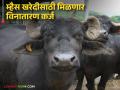 'गोकुळ' देणार भूमिहीन शेतमजूर, अल्पभूधारकांना म्हैस खरेदीसाठी मिळणार विनातारण कर्ज - Marathi News | 'Gokul' will be given to landless agricultural laborers, small landholders will get collateral-free loans to purchase buffaloes | Latest agriculture News at Lokmat.com