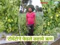 २० गुंठे क्षेत्रात मुंढे दाम्पत्याने घेतले टोमॅटो पिकातून १.५० लाखांचे उत्पन्न; पती-पत्नीच्या कष्टांना मिळाली बाजारभावाची साथ - Marathi News | Mundhe couple cultivates tomatoes in 20 gunthas and earns Rs 1.50 lakhs | Latest agriculture News at Lokmat.com