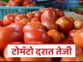 वाढत्या उष्णतेमुळे उत्पादन घटल्याने टोमॅटोच्या भावात उसळी; दरवाढीतून शेतकऱ्यांना मात्र दिलासा - Marathi News | Tomato prices jump as production declines due to rising heat; Price hike brings relief to farmers | Latest agriculture News at Lokmat.com