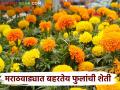 Flower Market : नवरात्रौ उत्सवानिमित मागणी वाढल्याने फुलांचे दर वधारलेले; शेतकऱ्यांत समाधान - Marathi News | Flower Market: Due to increase in demand due to Navratri festival, prices of flowers have increased; Satisfaction among farmers | Latest agriculture News at Lokmat.com