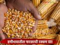 'त्या' मका उत्पादक शेतकऱ्यांना मिळणार हमीभावातील फरकाची रक्कम; शेतकरी संघाचा ठराव - Marathi News | 'Those' maize producing farmers will get the difference in the guaranteed price; Farmers' Association resolution | Latest agriculture News at Lokmat.com