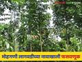 खुलताबाद तालुक्यातील घटना; मोहगणी वृक्ष लागवडीच्या नावाखाली शेतकऱ्यांना ५५ लाखांना गंडविले - Marathi News | Incidents in Khultabad Taluka; 55 lakhs were cheated to the farmers in the name of Mohgani tree cultivation | Latest agriculture News at Lokmat.com