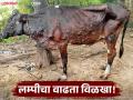 राज्याच्या 'या' जिल्ह्यात लम्पीचा मोठ्या प्रमाणावर होतोय शिरकाव; दोन लाख गुरांचे लसीकरण पूर्ण - Marathi News | Lumpy is entering this district of the state on a large scale; Vaccination of two lakh cattle completed | Latest agriculture News at Lokmat.com