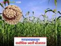 आज बाजारात मराठवाड्यातून सर्वाधिक ज्वारी आवक; वाचा काय मिळतोय दर - Marathi News | Today, the highest arrival of sorghum in the market is from Marathwada; Read what is the price being obtained | Latest agriculture News at Lokmat.com