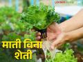 Hydroponics Farming : माती विना शेतीचा आधुनिक आविष्कार 'हायड्रोपोनिक्स तंत्रज्ञान' - Marathi News | Hydroponics Farming: Modern invention of soilless farming 'Hydroponics technology' | Latest agriculture News at Lokmat.com