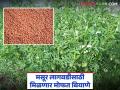 मसूर पीक लागवडीला मिळणार प्रोत्साहन; बियाण्यांचे मोफत वाटप सुरू - Marathi News | Lentil cultivation will be encouraged; Free distribution of seeds begins | Latest agriculture News at Lokmat.com