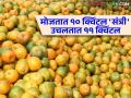 Orange Fruit Farmer : वायुभारच्या नावावर शेतकऱ्याची व्यापाऱ्यांकडून लूट; मोजतात १० क्विंटल प्रत्यक्षात उचलतात ११ क्विंटल संत्री - Marathi News | Orange Fruit Farmer : Looting of farmers by traders in the name of air cargo; Counts 10 quintals actually picks 11 quintals of oranges | Latest agriculture News at Lokmat.com