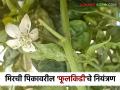 उन्हाळी मिरची पिकातून मिळवायचा असेल अधिक फायदा तर 'फूलकिडी'ला वेळीच रोखा - Marathi News | If you want to get more benefit from the summer chilli crop; prevent the 'flower bud' in time | Latest agriculture News at Lokmat.com