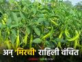 Chilli Crop Insurance : कीड व रोगांच्या प्रादुर्भावामुळे नुकसान वाढल्याने मिरची उत्पादकांचा विम्यासाठी आग्रह - Marathi News | Chilli Crop Insurance: Chilli growers urge for insurance as losses increase due to pest and disease outbreak | Latest agriculture News at Lokmat.com
