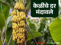 Banana Rate : निर्यात बंदीसह अतिवृष्टीने वाहतूक ठप्प झाल्याचा परिणाम; केळीचे दर गडगडले - Marathi News | Banana Rate: Heavy rains along with export ban and traffic disruptions have resulted in a sharp drop in banana prices | Latest agriculture News at Lokmat.com