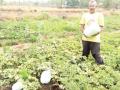 सात एकरमध्ये विक्रमी पीक; माले येथील शेतकऱ्याचा यशस्वी प्रयोग - Marathi News | Record crop in seven acres; Successful use of farmer in Male | Latest raigad News at Lokmat.com