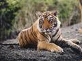 पेंचमध्ये वाघाची शिकार; ३ संशयित ताब्यात - Marathi News | Tiger hunting in Pench; 3 suspects in custody | Latest nagpur News at Lokmat.com