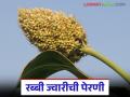Rabbi Jwari : रब्बी ज्वारीची पेरणी किती तारखेपर्यंत करता येईल, जाणून घ्या सविस्तर - Marathi News | Latest news Rabbi Jwari perani Know the details of till what date Rabi jowar can be sown | Latest agriculture News at Lokmat.com