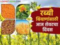 Rabbi seeds : बियाणांच्या मागणीला तांत्रिक अडचणींचा खोडा; ऑनलाईन अर्ज करण्याचा आजचा शेवटचा दिवस - Marathi News | Rabbi seeds: Today is the last day to apply online for rabbi seeds online | Latest agriculture News at Lokmat.com