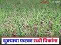 Fog Effect on Crops : पहाटेचे धुके ठरतेय घातक; रब्बी पिकांना मोठा धोका वाचा सविस्तर - Marathi News | latest news Fog Effect on Crops: Morning fog is becoming dangerous; A big threat to Rabi crops Read in detail | Latest agriculture News at Lokmat.com
