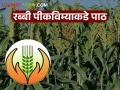 Crop Insurance : पीकविमा योजनेला शेतकऱ्यांची पाठ; काय आहे कारण वाचा सविस्तर - Marathi News | latest news Crop Insurance: Farmers support the crop insurance scheme; Read the reason in detail | Latest agriculture News at Lokmat.com