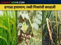कांदा, गहू, हरभरा पिकांचे ढगाळ हवामानात कसे कराल व्यवस्थापन? - Marathi News | How to manage onion, wheat, gram crops in cloudy weather? | Latest agriculture News at Lokmat.com