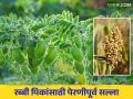 ज्वारी, हरभरा पेरणीचे नियोजन करताय? हे करायला विसरू नका - Marathi News | Planning to sowing of sorghum, gram chick pea? Don't forget to do this | Latest agriculture News at Lokmat.com