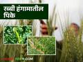 Rabbi Season Crop : रब्बी हंगामात 'ही' पिके ठरतील बेस्ट पर्याय, जाणून घ्या सविस्तर  - Marathi News | Latest News Rabbi Season Crop These crops will be best option in Rabbi season, know in detail  | Latest agriculture News at Lokmat.com