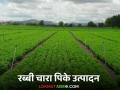 Rabbi Fodder Crop : रब्बी हंगामात 'ही' चारा पिके ठरतील फायदेशीर, जाणून घ्या सविस्तर  - Marathi News | Latest News Rabbi Season Crops These fodder crops will be profitable in Rabi season, know in detail  | Latest agriculture News at Lokmat.com
