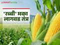 Rabbi Maize Crop Management : अधिक उत्पादनाची हवी असेल हमी; तर 'अशी' करा रब्बीत मका पिकाची पेरणी - Marathi News | Rabbi Maize Crop Management : If you want a guarantee of higher production; then do the following for sowing maize in the rabi season | Latest agriculture News at Lokmat.com