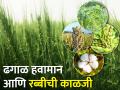 ढगाळ हवामानात रब्बी पिकांची काळजी कशी घ्याल? - Marathi News | How to take care of rabi crops in cloudy weather? | Latest agriculture News at Lokmat.com