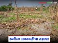 राज्यातील १.१९ लाख हेक्टरवरील पिकांना अवकाळी व गारपिटीचा तडाखा; अजून २ दिवस अवकाळीचे - Marathi News | Crops on 1.19 lakh hectares in the state hit by unseasonal rain and hail; 2 more days of unseasonal rain | Latest agriculture News at Lokmat.com