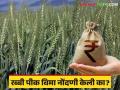 Crop Insurance 2024 : रब्बी पीकविमा अर्ज भरण्यास सुरूवात ; ही आहेत अंतिम तारिख वाचा सविस्तर - Marathi News | Crop Insurance 2024 : Rabi crop insurance applications start; Here are the final dates read in detail | Latest agriculture News at Lokmat.com