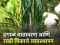 ढगाळ वातावरणाचा कांदा, तूर आणि कपाशीवर होणारा परिणाम - Marathi News | Effect of cloudy weather on onion, tur pigeon pea and cotton | Latest agriculture News at Lokmat.com