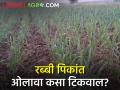 कोरडवाहू रब्बी पिकांसाठी बिगरमोसमी पावसाच्या ओलीचा फायदा - Marathi News | Benefit of unseasonal rainfall for dryland rabi crops | Latest agriculture News at Lokmat.com