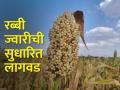 रब्बी ज्वारीची सुधारित पद्धतीने लागवड कशी करावी? - Marathi News | How to cultivate rabbi sorghum in improved method? | Latest agriculture News at Lokmat.com