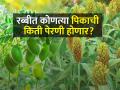 राज्यात यंदा रब्बीचे क्षेत्र वाढणार - Marathi News | The field of rabbi season will increase in the state this year | Latest agriculture News at Lokmat.com