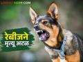 Rabies पिसाळलेला कुत्रा जनावरांना चावला तर काय होऊ शकते? - Marathi News | Can rabies occur if an infected dog bites an livestock? | Latest agriculture News at Lokmat.com