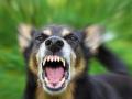World Rabies Day: कुत्रा चावल्यानंतर त्वरित करा 'हे' उपाय, अन्यथा सामोरे जाल मृत्यूला... - Marathi News | world rabies day home remedies after dog bite tips to do after dog bite | Latest health News at Lokmat.com