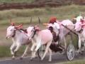 Satara News: शर्यत पाहताना बैलगाड्याची धडक बसून वृद्ध ठार - Marathi News | Old man killed by bullock cart while watching race in Shirtav Satara | Latest satara News at Lokmat.com