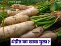 थंडीत मुळा का खावा? त्याचे शरीराला कसे होतात फायदे? जाणून घ्या सविस्तर - Marathi News | Why should you eat radish in winter? What are its benefits for the body? Find out in detail | Latest agriculture News at Lokmat.com