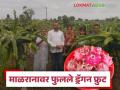 कांद्याला पर्याय शोधला, सोनवणे बंधूंनी फुलवली ड्रॅगन फ्रूटची शेती, उत्पन्न किती मिळतंय?   - Marathi News | Finding an alternative to onion, Sonawane brothers have flourished their dragon fruit farm, how much income are they getting? | Latest agriculture News at Lokmat.com