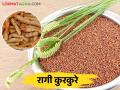 Ragi Kurkure : नाचणीचे मूल्यवर्धित स्वादिष्ट आणि आरोग्यदायी रागी कुरकुरे - Marathi News | Ragi Kurkure : millets value added delicious and healthy ragi crisps | Latest agriculture News at Lokmat.com